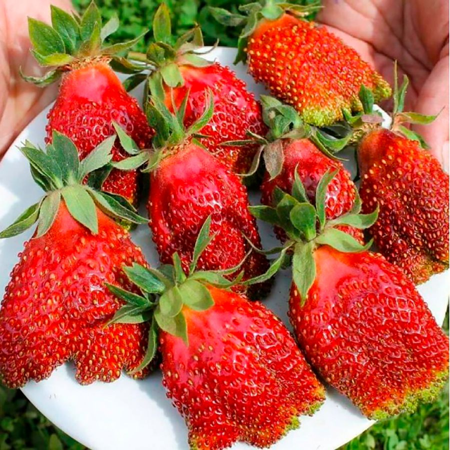 Суницеполуниця Лапуля - десертна, солодка, невибаглива, фото 1