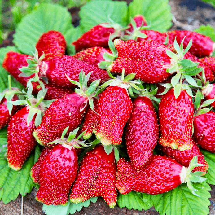 Суницеполуниця Анастасія - корисна, ароматна, невибаглива, фото 1