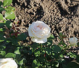 Троянда Джулія Ренесанс. Шраб., фото 5