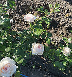 Троянда Джулія Ренесанс. Шраб., фото 4