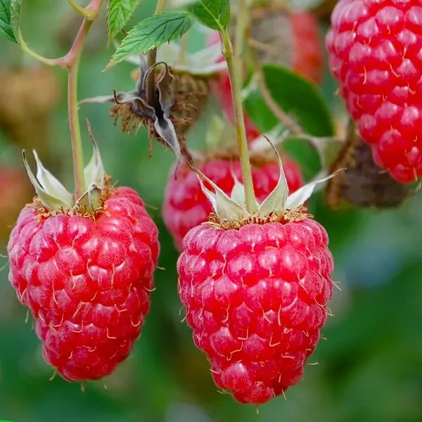 Саджанці ремонтантної малини Євразія - транспортабельна, невибаглива (в касеті), фото 1