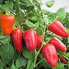 Перець солодкий Богатир 0.3 г, фото 2