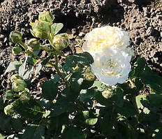 Троянда Вайт Ешлі. (в)