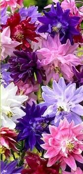 Аквілегія бордюрна. Розсада в контейнерах д5., фото 1