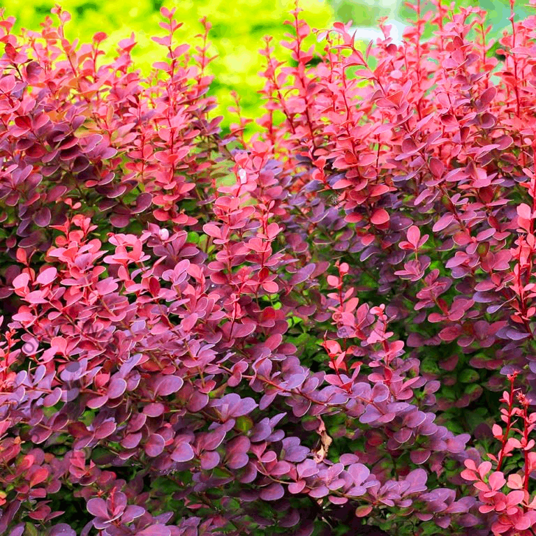 Саджанці Барбарису червонолистого Атропурпуреа (Atropurpurea) Р9