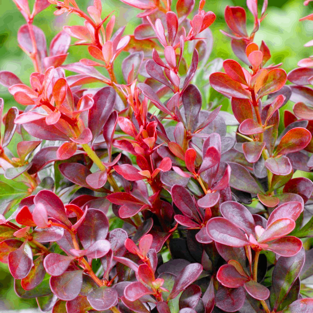 Қыз өзін еркелетеді Тұншықтырғыш элементтері бар порно