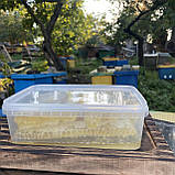 2025 р Стільники (соти) меду різнотрав'я - соняшник 300 грам, фото 2