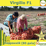 Цибуля надрання Вірджіліо F1, ТМ Hazera (Голландія), 250 000 насінин, фото 4