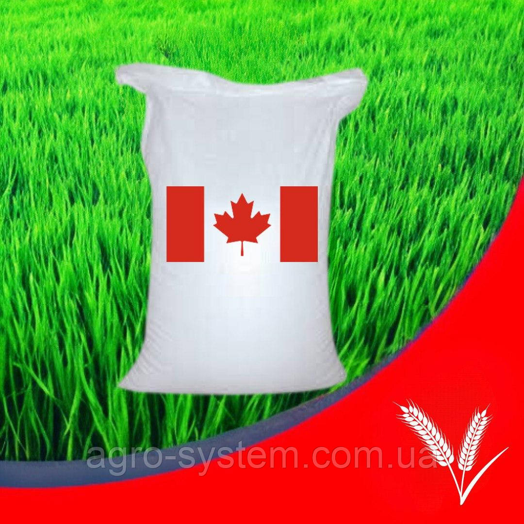 Насіння канадське озимем безостійке пшениці Тесла Еліта, фото 1
