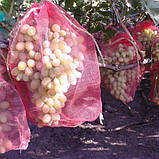 Сітка мішечок для захисту винограду від ос червона 22х33 см 2 кг, фото 7