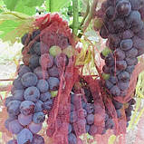 Сітка мішечок для захисту винограду від ос червона 22х33 см 2 кг, фото 9