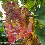 Сітка для захисту винограду від ос червона 28х40 см 5 кг, фото 3