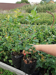 Лохина власного вирощення! Секрети посадки і вирощування  2