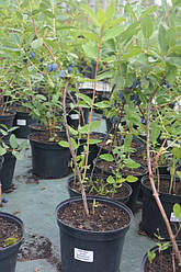 Лохина власного вирощення! Секрети посадки і вирощування  3