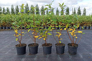 Лохина власного вирощення! Секрети посадки і вирощування  4