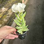 Саджанці Еустоми Carmen Ivory (Eustoma Carmen Ivory) P9, фото 2