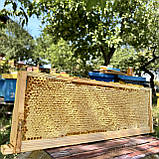 2025 р Стільники (соти) меду різнотрав'я - соняшник 300 грам, фото 7