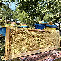 2025 р Рамка Стільники (соти) меду Різнотрав'я-соняшник