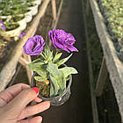 Саджанці Еустоми Little Bell (Eustoma Little Bell) Р9, фото 2