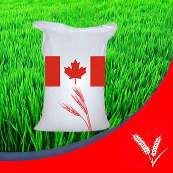 Канадський трансгенний сорт ячменю Байлот, Bylot, двостулкова