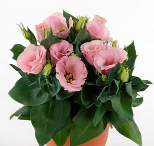 Саджанці Еустоми рожевої Carmen Rose (Eustoma Carmen Rose) P9