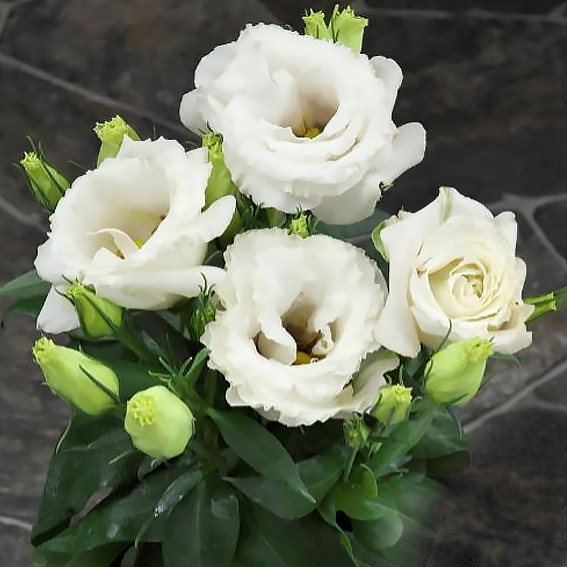 Саджанці Еустоми Carmen Ivory (Eustoma Carmen Ivory) P9, фото 1