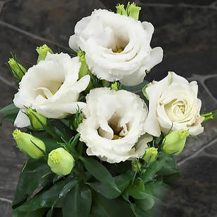 Саджанці Еустоми Carmen Ivory (Eustoma Carmen Ivory) P9