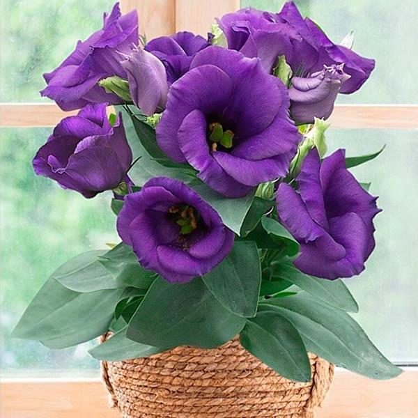 Саджанці Еустоми Little Bell (Eustoma Little Bell) Р9, фото 1