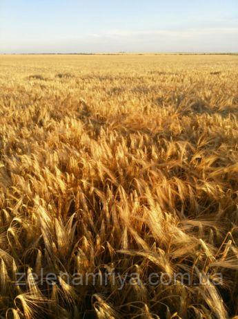 Насіння озимового канадського трансгенного ячменю Markem, Маркем Еліта