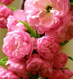 Мигдаль-Луїзіанія Пінк Дабл Перфект \ Prunus triloba Pink Double Perfect ( саджанці штамб 150см 3 года ), фото 3