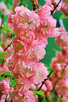 Мигдаль-Луїзіанія Пінк Дабл Перфект \ Prunus triloba Pink Double Perfect ( саджанці штамб 150см 3 года ), фото 4