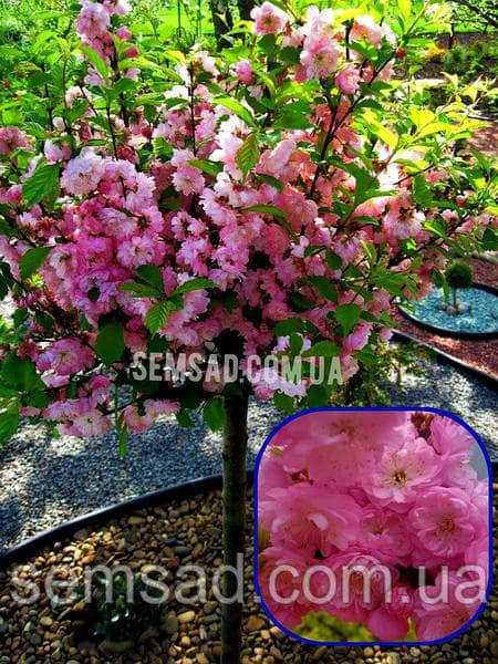 Мигдаль-Луїзіанія Пінк Дабл Перфект \ Prunus triloba Pink Double Perfect ( саджанці штамб 150см 3 года )