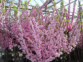 Мигдаль-Луїзіанія Пінк Дабл Перфект \ Prunus triloba Pink Double Perfect ( саджанці штамб 150см 3 года ), фото 5