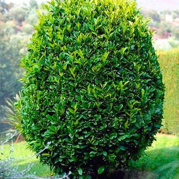 Саджанці Лавровишні Mount Vernon