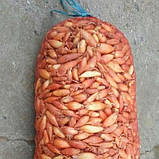 Сітка мішечок для захисту винограду від ос 22х33см. на 2кг. 100 шт.червона Євро сітка мішок для овочів., фото 7