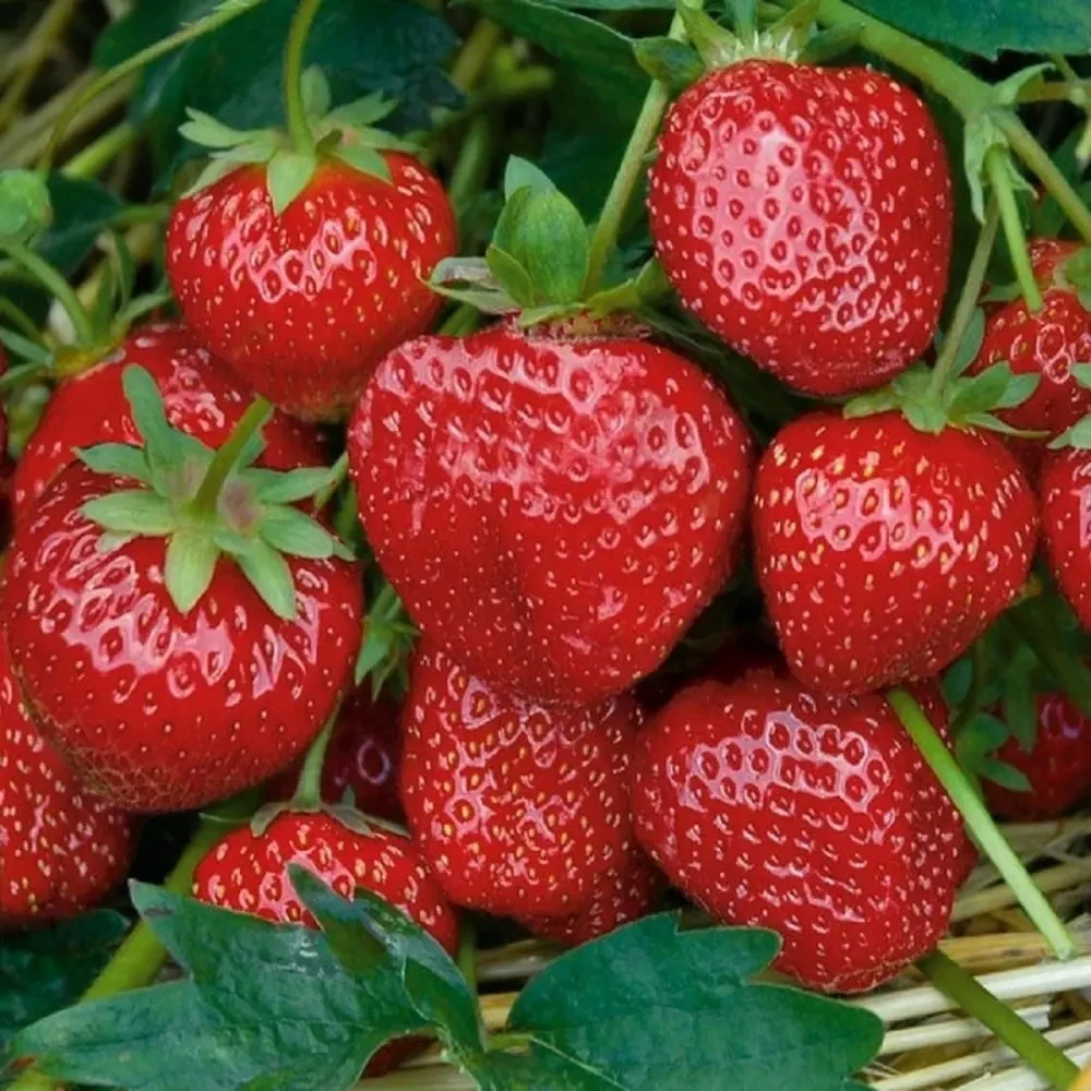 Полуниця Роміна, фото 1