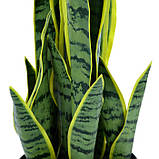 Штучна рослина Engard Sansevieria, 57 см (TW-43), фото 4