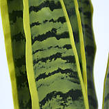 Штучна рослина Engard Sansevieria, 57 см (TW-43), фото 7