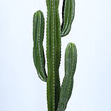 Штучна рослина Engard Cactus, 155 см (TW-40), фото 5
