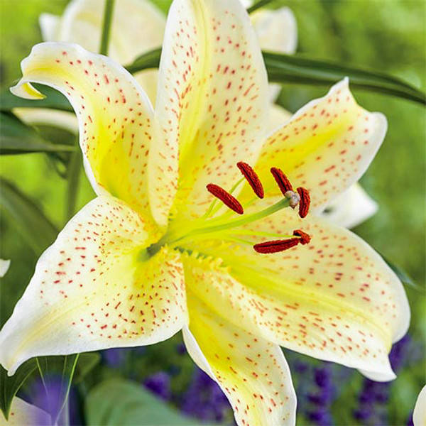 

Луковицы Лилия Tigermoon