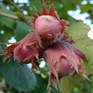 

Саженцы ФУНДУКА СИРЕНА (двухлетний) отводки