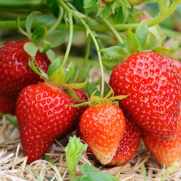 Саджанці полуниці в касеті Лімлуїса - рання, солодка, урожайна (в касеті) + Подарунок, фото 1