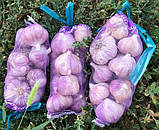 Сітка мішечок для захисту винограду від ос 22х33см. на 2кг. 100 шт.червона Євро сітка мішок для овочів., фото 10