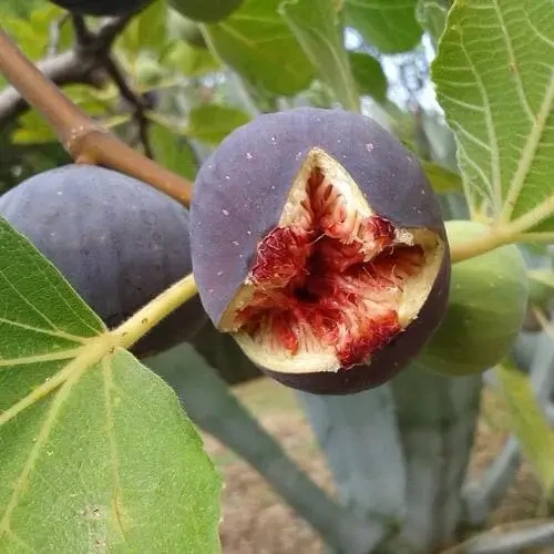 Саджанці інжиру Султан 3-х річний - ремонтантний, самоплідний, солодкий