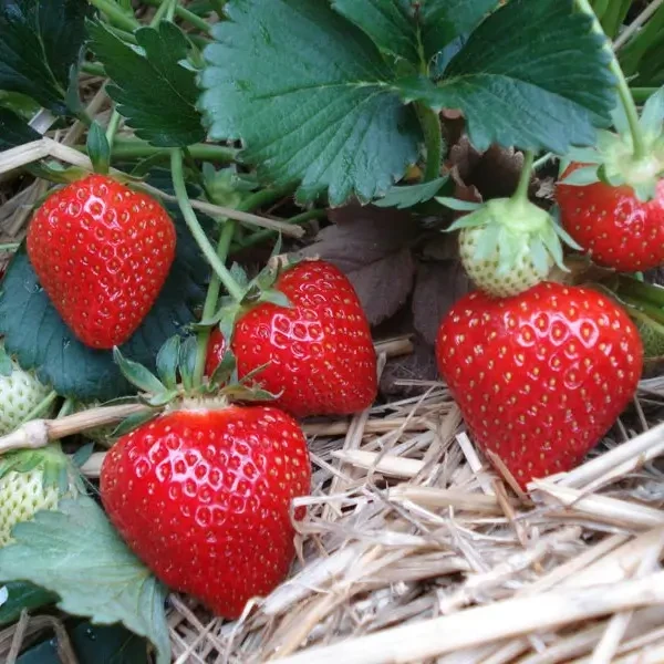 Саджанці полуниці (розсада) Моллінг Віталіті - рання, солодка, транспортабельна, фото 1