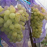 Овочева сітка з дрібною ячейкою 28х40 на 5кг. 50шт. Євро сітка-мішок для овочів., фото 9