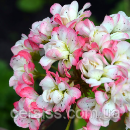Розебудна пеларгонія  April Snow рожева вкорінений живець Pelargonium  April Snow, фото 1