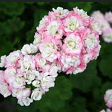 Розебудна пеларгонія  April Snow рожева вкорінений живець Pelargonium  April Snow, фото 2