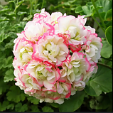 Розебудна пеларгонія  April Snow рожева вкорінений живець Pelargonium  April Snow, фото 3