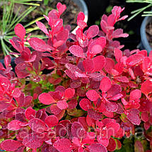 Барбарис Лютін Руж / Berberis thunbergii Lutin Rouge, фото 3